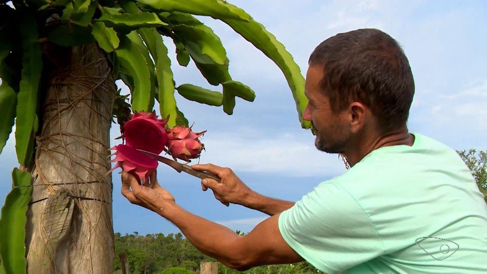 Fernando Benevides, produtor de pitaya em Presidente Kennedy, no Sul do Espírito Santo. — Foto: TV Gazeta