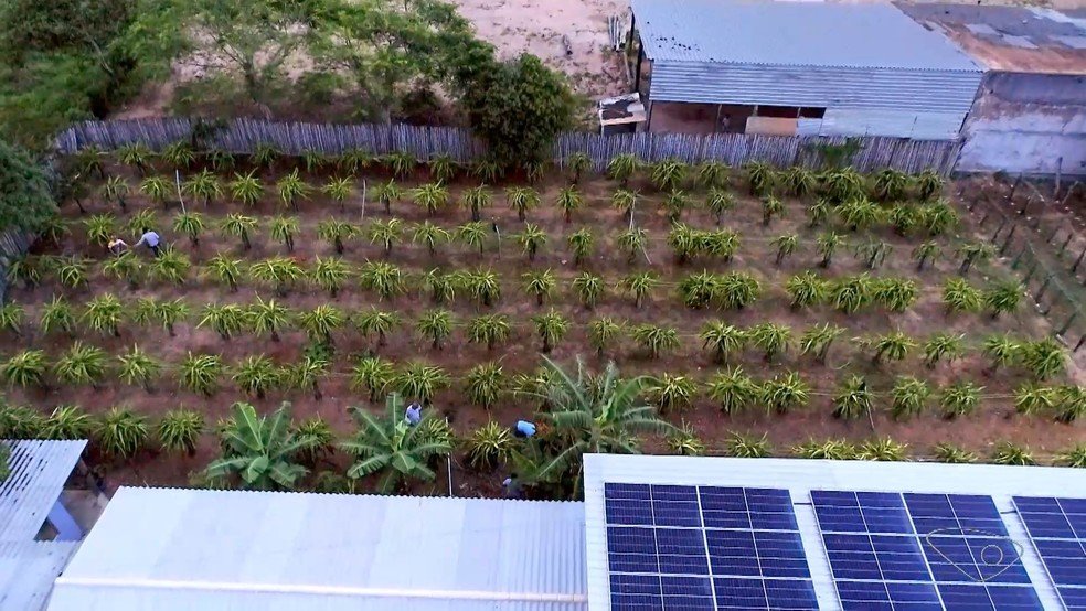 Quintal da casa do Fabrício da Cruz, produtor de pitaya em Presidente Kennedy, Espírito Santo. — Foto: TV Gazeta