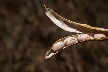 CNA/ Wenderson Araujo/Trilux Colheita de feijão, grãos de feijão