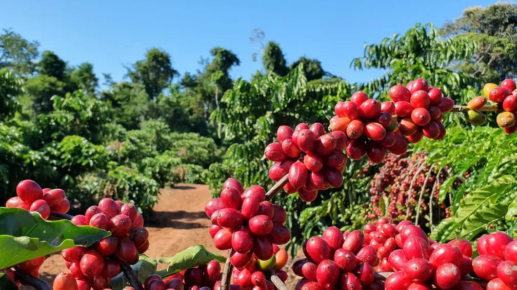 Foto: Renata Silva/Embrapa Rondônia