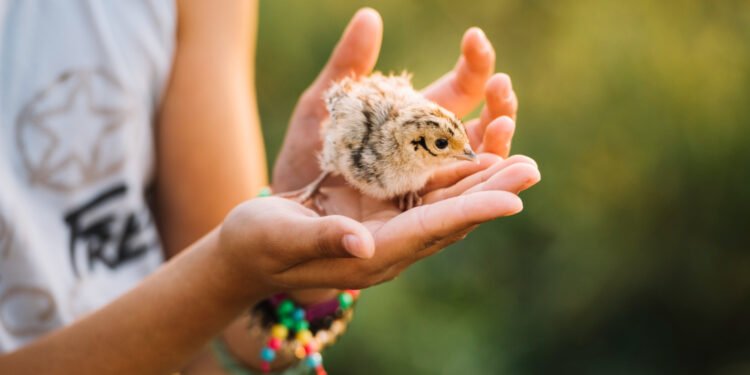 Crianças realizam projeto que apoia e discute o uso do selo “livre de crueldade” pela indústria