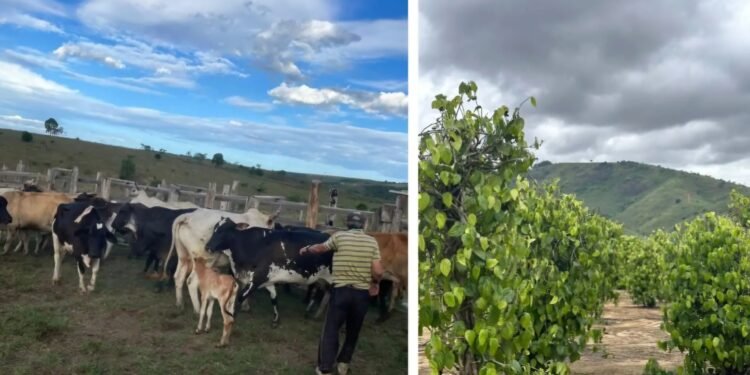 Família de Sâo Mateus na iminência de virar sem-terra: a bomba relógio da questão agrária no ES e no Brasil