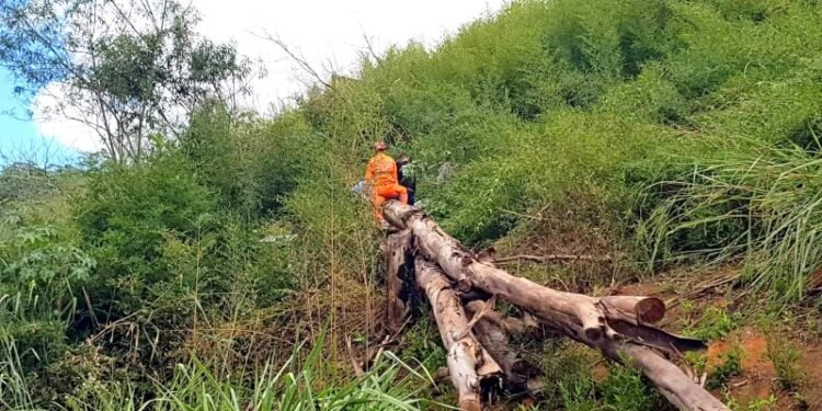 Homem morre após ser atingido por tora de eucalipto em fazenda de São Domingos do Norte