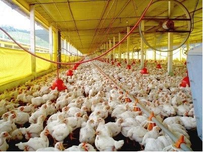 Gripe aviária: China suspende compra de frango brasileiro por 60 dias Gripe aviária: China suspende compra de frango brasileiro por 60 dias