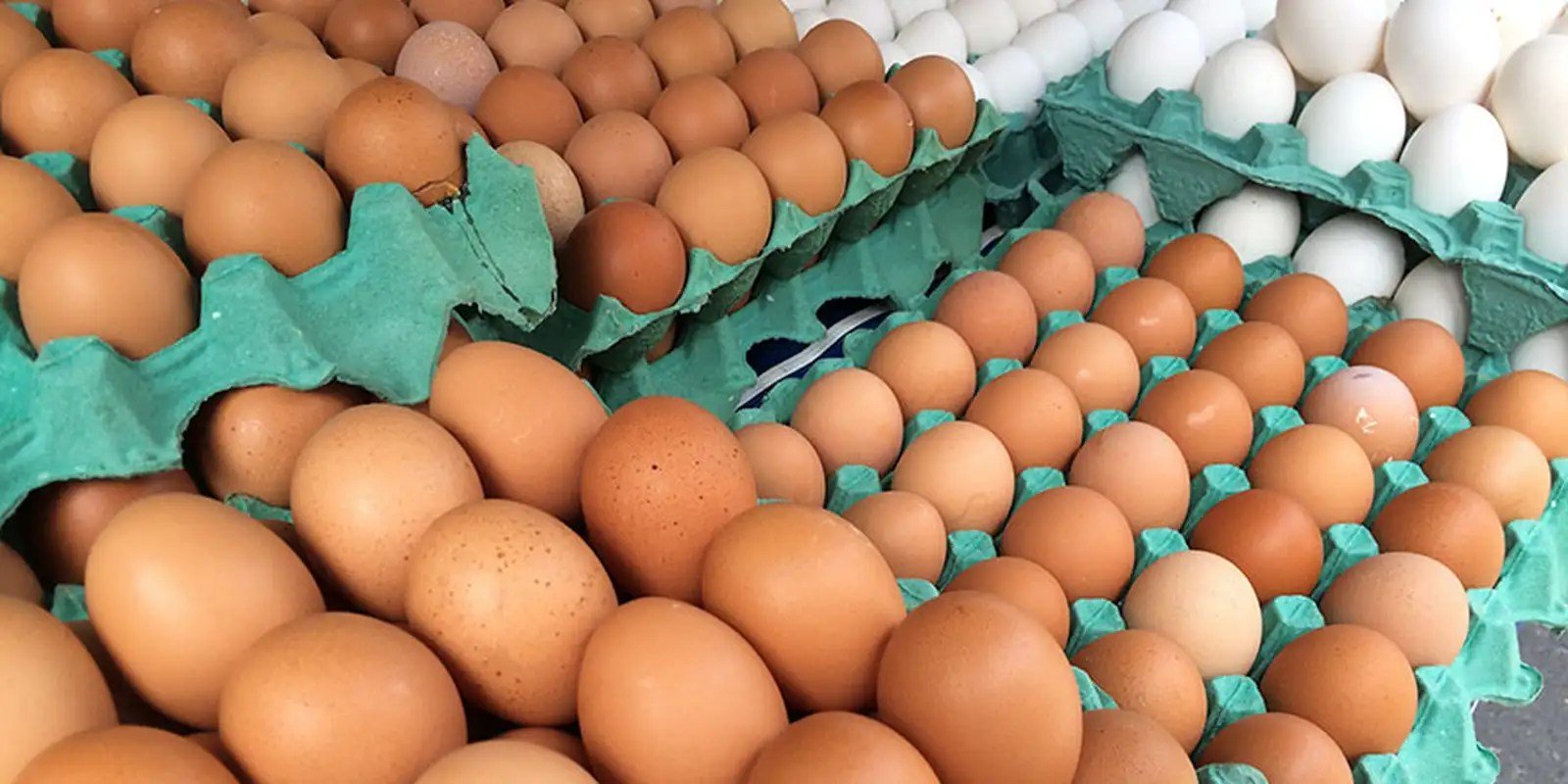 MG descarta preventivamente 450 toneladas de ovos férteis vindos do RS MG descarta preventivamente 450 toneladas de ovos férteis vindos do RS