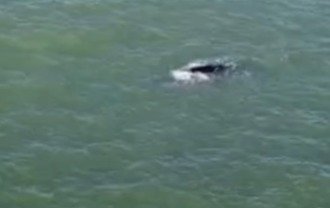 Baleia-franca-austral é avistada próxima à praia de Guriri, em São Mateus Baleia-franca-austral é avistada próxima à praia de Guriri, em São Mateus