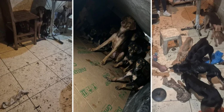 Mais de 20 cães são resgatados de situação de maus-tratos em São Mateus, no Norte do ES