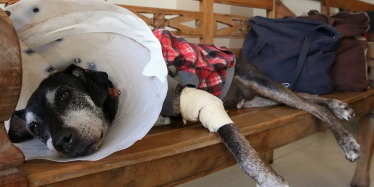 Câmara aprova projeto que tipifica exercício ilegal da veterinária Câmara aprova projeto que tipifica exercício ilegal da veterinária