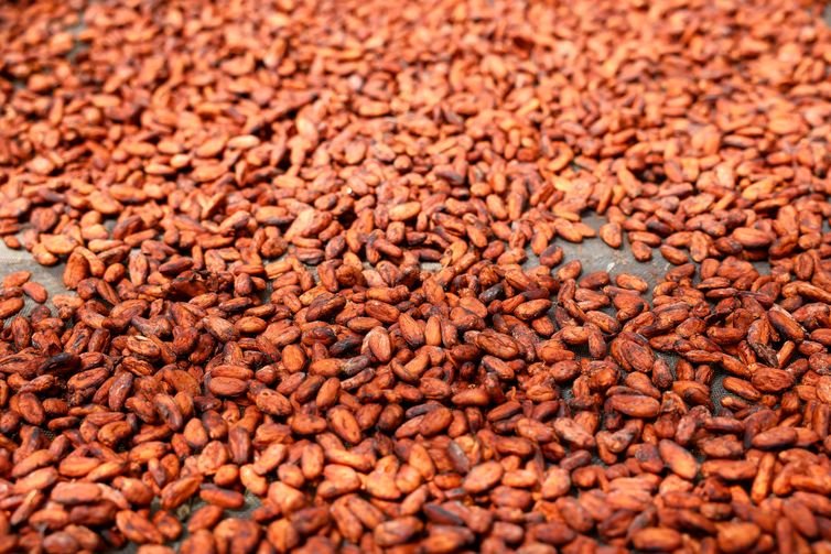 Belém (PA), 06/06/2025 - Semente de cacau da fábrica de chocolate Filha do Combu, a casa do chocolate da Dona Nena (Izete Costa), na Ilha do Combu, região metropolitana de Belém. Foto: Tânia Rêgo/Agência Brasil