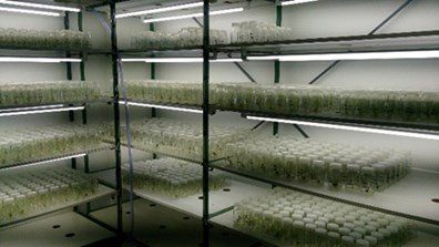 Cultura de ápices caulinares in vitro. Foto: Francisco Vilela/Embrapa 