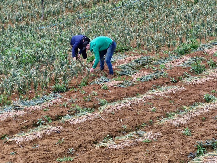 Participante do projeto, o agricultor Rosemiro Schmidt colhe alhos em Santa Maria de Jetibá. Foto: acervo do produtor 