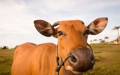 Foto: Freepik Foto: Freepik