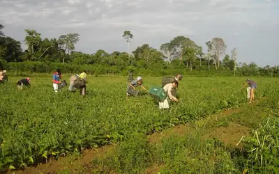 Foto: Emanuel Cavalcante/Divulgação Embrapa Amapá Foto: Emanuel Cavalcante/Divulgação Embrapa Amapá