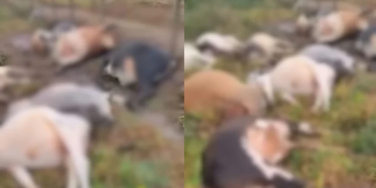 Raio mata 29 bois e causa prejuízo de R$ 130 mil em Barra de São Francisco Raio mata 29 bois e causa prejuízo de R$ 130 mil em Barra de São Francisco