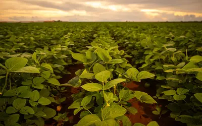 Wenderson Araujo/ CNA