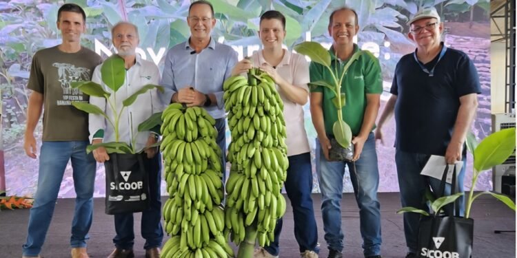 ES desenvolve banana mais resistente a pragas e que produz 30kg por cacho ES desenvolve banana mais resistente a pragas e que produz 30kg por cacho