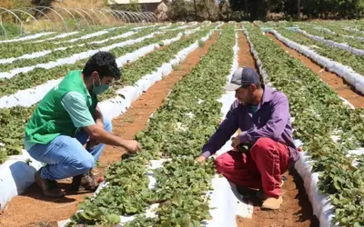 Divulgação/Emater-DF