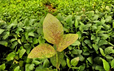 Foto: Fernando Dias/Seapi-RS Foto: Fernando Dias/Seapi-RS