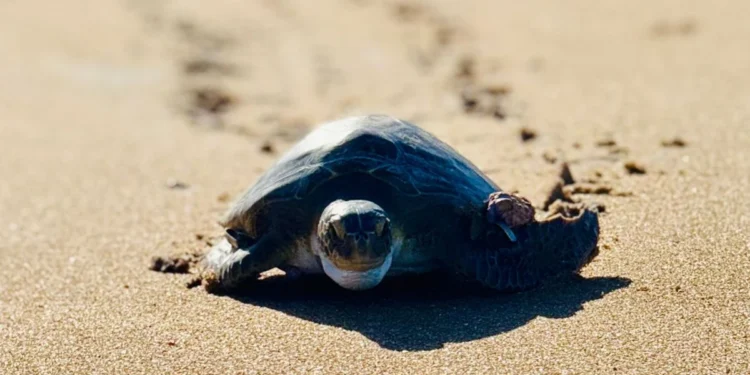 Tartaruga-verde volta ao mar em Guriri após meses de reabilitação