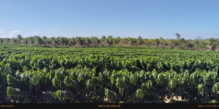 Produtores de café conilon têm encontro marcado em Eunápolis em busca de certificação