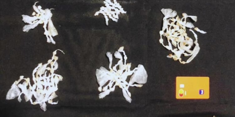 Polícia apreende mais de 270 pedras de crack em Jaguaré