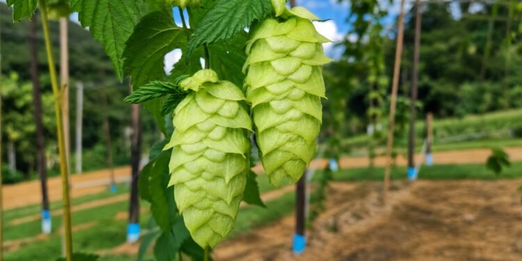 Espírito Santo testa cultivo de planta matéria-prima da produção de cervejas