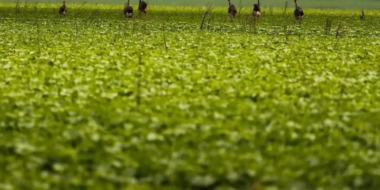 CMN passa a exigir fotos com localização comprovada em seguro rural